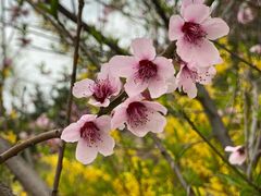 -石家庄市植物园