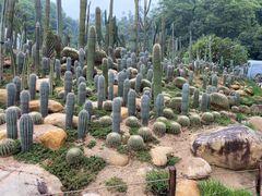 -深圳仙湖植物园