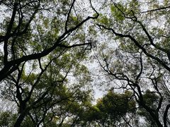 -上海共青森林公园