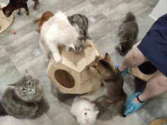 -楼上猫咖(罗湖店)
