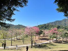 -风云岭森林公园