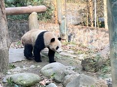 -都江堰中华大熊猫苑