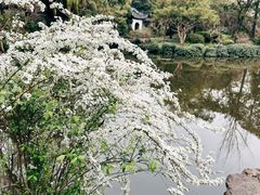 -秋霞圃