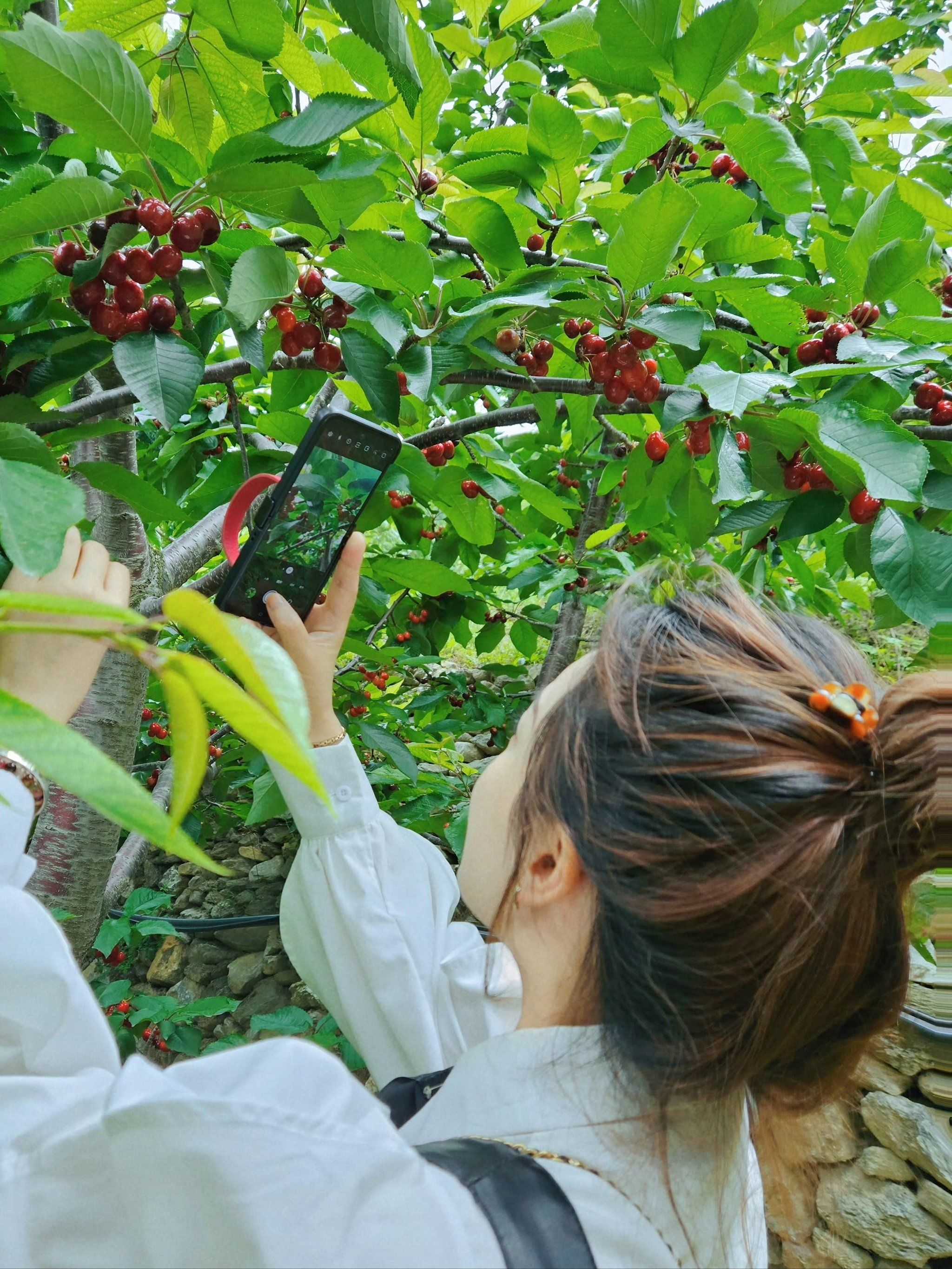 2024年汶川车厘子采摘一日游|亲子游 桃坪羌寨