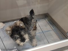 -唐小姐の私宠·宠物洗护美容·撸猫馆·购宠(周浦万达旗舰店)