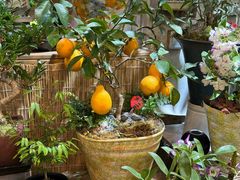 -双季花艺园艺市场(浦东店)