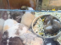 -双季花艺园艺市场(浦东店)