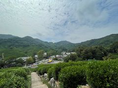 -龙井村