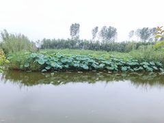 -同銮特种养殖场·龙虾垂钓