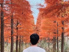 -小芝红树林