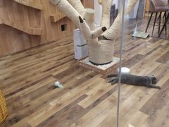-袖虎·猫馆(体育西路店)