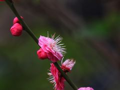 -上海吴淞炮台湾国家湿地公园