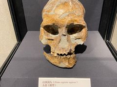 -北京周口店北京人遗址博物馆