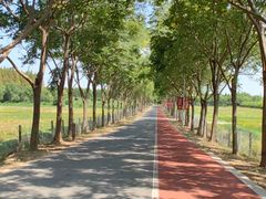 -上海长兴岛郊野公园