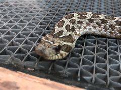 -上海大自然野生昆虫馆