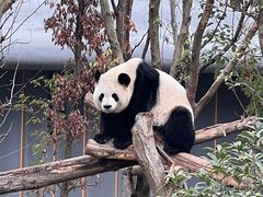 -成都大熊猫繁育研究基地