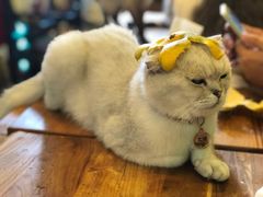 -李小姐の猫咖啡馆(五角场店)