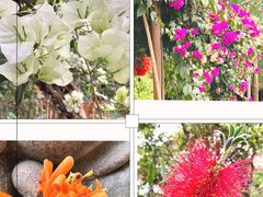 -呀路古热带植物园