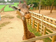 -西霞口神雕山野生动物世界