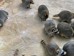 -杭州野生动物世界