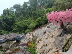 -南丹山森林王国