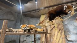 -Zoolung Zoolung动物主题公园(海信广场店)