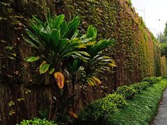 -南宁良凤江国家森林公园