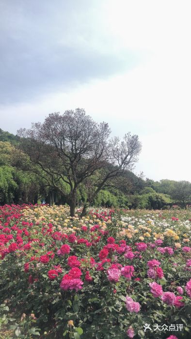 龙寺生态园图片