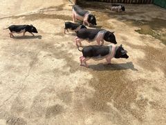 -保定市动物园