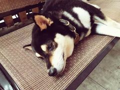 -柴犬高等学院·狗咖·柴犬售卖·宠物训练