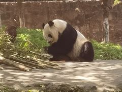 -都江堰中华大熊猫苑