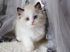 -70cat德文卷毛猫·缅因猫纯种猫舍
