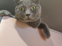 -猫儿山۰猫主题餐厅