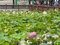 -莲花池公园
