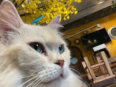 -猫猫幼稚园·撸猫·桌游·电玩