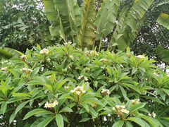 -西双版纳融创皇冠假日度假酒店