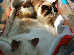 -北京恒爱动物医院(清景园分院)