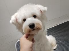-瑞派康怡24h宠物医院·犬猫医疗中心·微创绝育(瑞景分院)