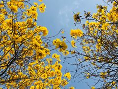 -天适樱花悠乐园