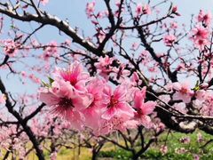 -田园东方蜜桃村的田野营地