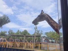 -西霞口神雕山野生动物世界