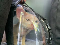 -伟伟宠物医院·CT影像中心·瑞派犬猫综合性门诊(汉口总院)