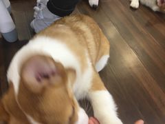 -柯斗斗主题餐厅·狗咖·围炉煮茶·茶饮(国瑞升平里店)