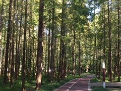 -黄海国家森林公园