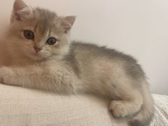 -lincat·猫舍(广州店)
