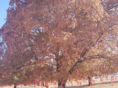 -五角枫生态旅游景区