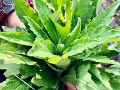 -赵伍面庄(松石大道店)