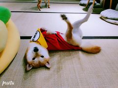 -逗柴咖啡屋·狗咖猫咖宠物桌游