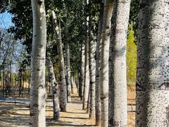 -马家湾湿地公园