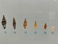 -青岛贝壳博物馆